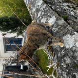 Foto de gato encontrado en Chambourcy