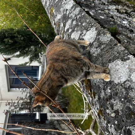 Foto 1/1 Gato encontrado Encontrado en Chambourcy