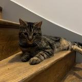 Foto de gato encontrado en Dinan