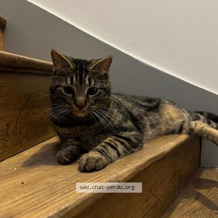 Foto 1/1 Gato encontrado Encontrado en Dinan