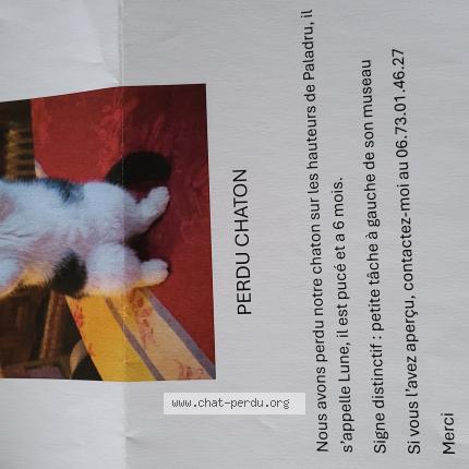 Foto 1/1 LUNE Chat perdido en Villages du lac de paladru