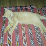 Foto del gato perdido en Tours