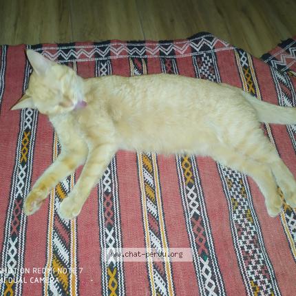 Foto 1/1 Roupette Chat perdido en Tours