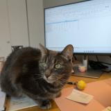 Foto del gato perdido en Les Cedres