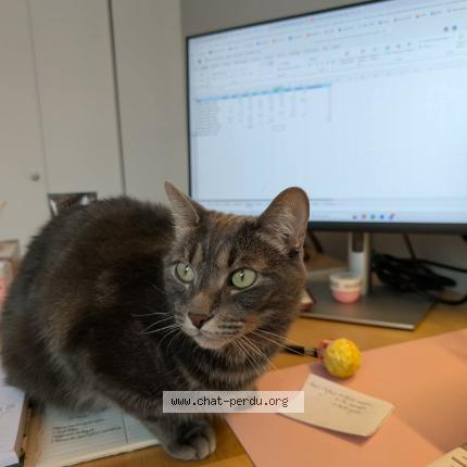 Foto 1/1 Timothé Chat perdido en Les cedres