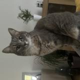 Foto del gato perdido en Sarge Les Le Mans