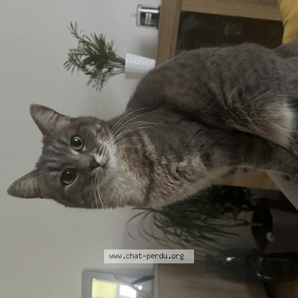 Foto 1/1 Plume Chat perdido en Sarge les le mans