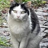 Foto del gato perdido en Noisy Le Sec
