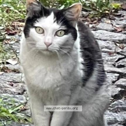 Foto 1/1 Chipie Chat perdido en Noisy le sec