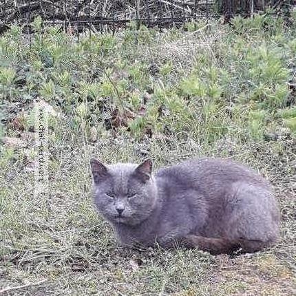 Foto 1/1 Gato encontrado Encontrado en St remy de la vanne