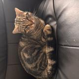 Foto del gato perdido en Saint Omer