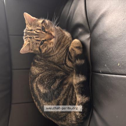 Foto 1/1 Nabi Chat perdido en Saint omer