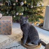 Foto del gato perdido en La Poiteviniere