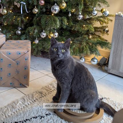 Foto 1/1 Albi Chat perdido en La poiteviniere