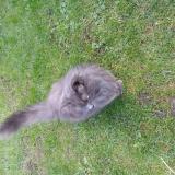 Foto de gato encontrado en Lomme