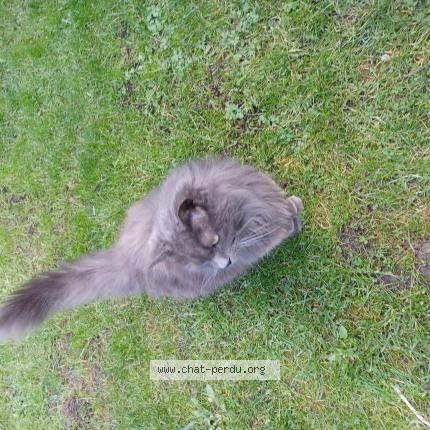 Foto 1/1 Gato encontrado Encontrado en Lomme