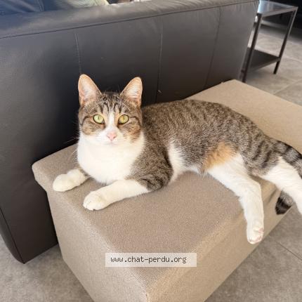 Foto 1/1 Kenai Chat perdido en Chievres