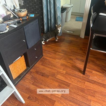 Foto 1/1 Gato encontrado Encontrado en Nice