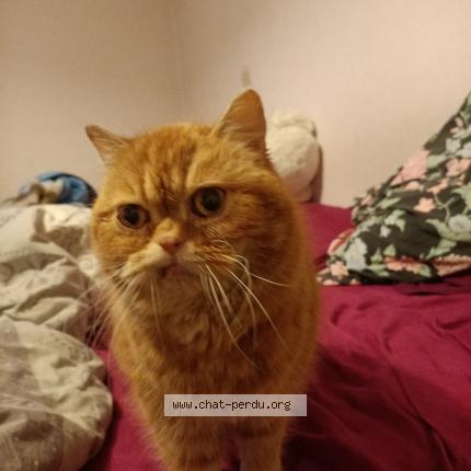 Foto 1/1 Gato encontrado Encontrado en Champs sur marne