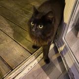 Foto de gato encontrado en Mezy Sur Seine