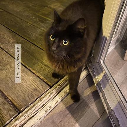 Foto 2/2 Gato encontrado Encontrado en Mezy sur seine