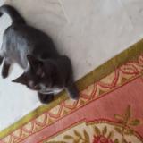 Foto del gato perdido en Saint Laurent Du Var