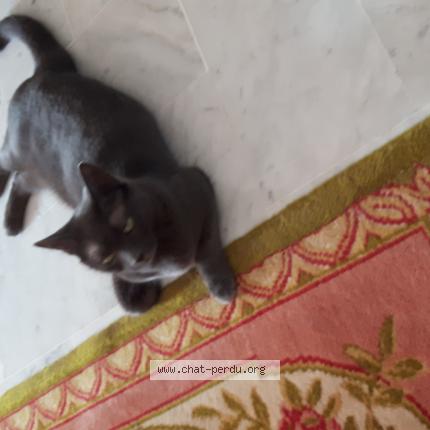 Foto 1/1 Nala Chat perdido en Saint laurent du var