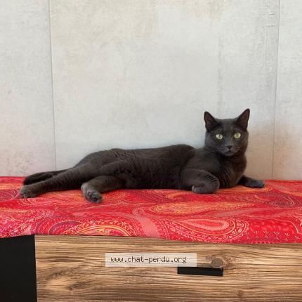 Foto 1/1 Nala Chat perdido en Saint laurent du var