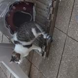 Foto de gato encontrado en Woippy