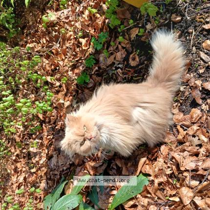 Foto 1/1 Gato encontrado Encontrado en Hellemmes