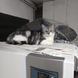 Foto del gato perdido en St Victor De Morestel