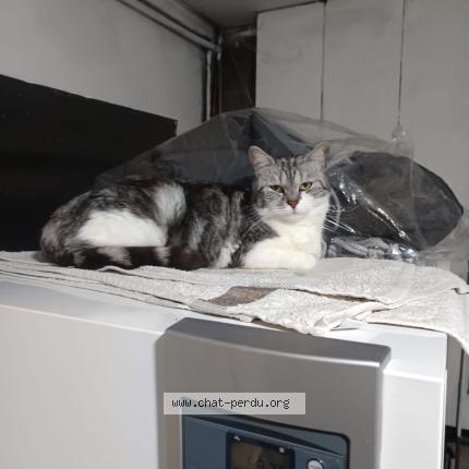 Foto 1/1 Kitty Chat perdido en St victor de morestel