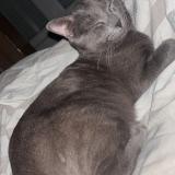 Foto del gato perdido en Nogent Le Rotrou