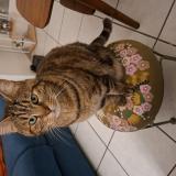 Foto del gato perdido en Saint Amand Les Eaux