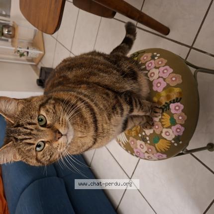 Foto 1/1 Iris Chat perdido en Saint amand les eaux