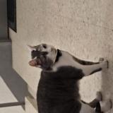 Foto de gato encontrado en Rennes