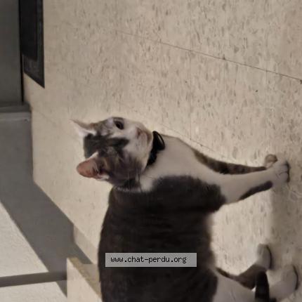 Foto 1/1 Gato encontrado Encontrado en Rennes