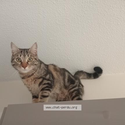 Foto 1/1 Nino Chat perdido en Lyon