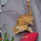 Foto del gato perdido en Bourg En Bresse