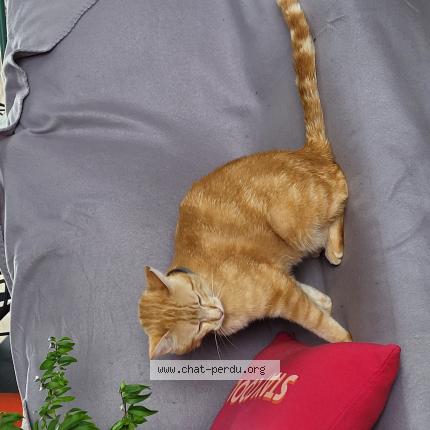 Foto 1/1 Paprika Chat perdido en Bourg en bresse