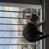 Foto del gato perdido en Saint Ouen