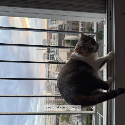 Foto 1/1 Mechmecha Chat perdido en Saint ouen