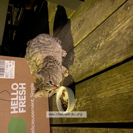 Foto 1/1 Gato encontrado Encontrado en Mezy sur seine