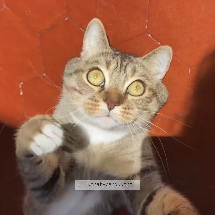 Foto 1/1 Mouk Chat perdido en Nice