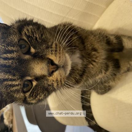 Foto 1/1 Gato encontrado Encontrado en Etalans