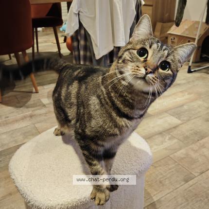 Foto 1/1 Mina Chat perdido en Meaux