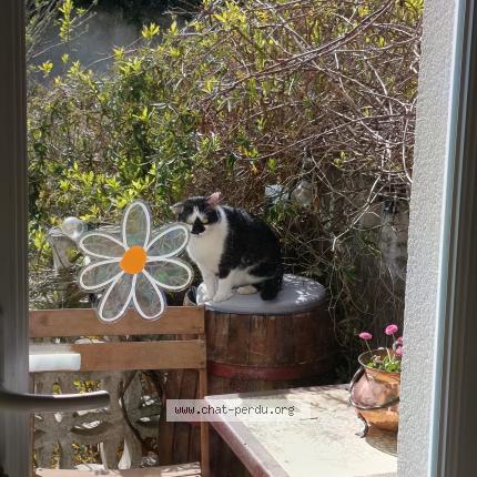 Foto 1/1 Gato encontrado Encontrado en Arnouville