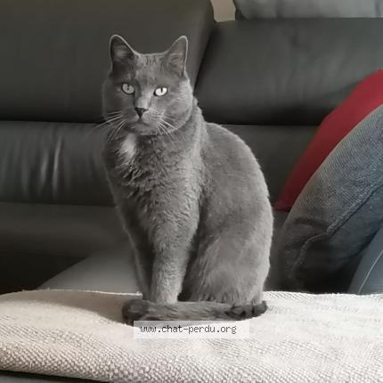 Foto 1/1 Samsam Chat perdido en Sainte marie la mer