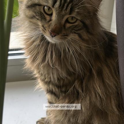 Foto 1/1 Cesar Chat perdido en Bordeaux