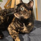 Foto del gato perdido en Marpire